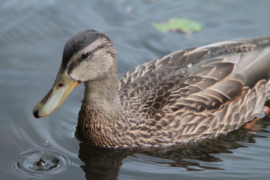 Duck in the water