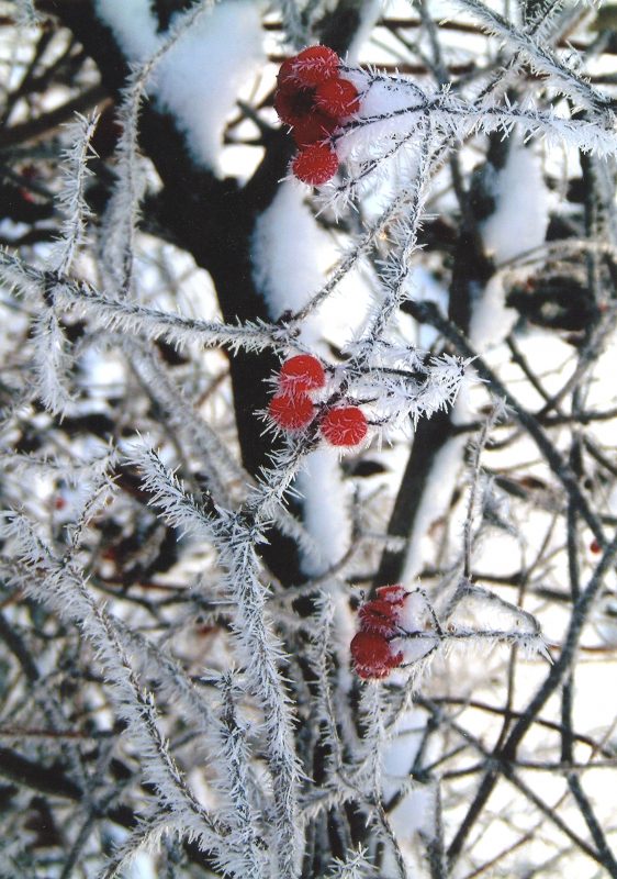 hoar frost on branches