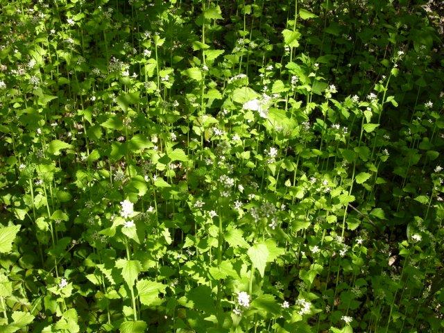 garlic mustard