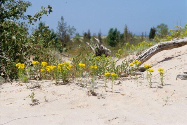 hoary puccoon