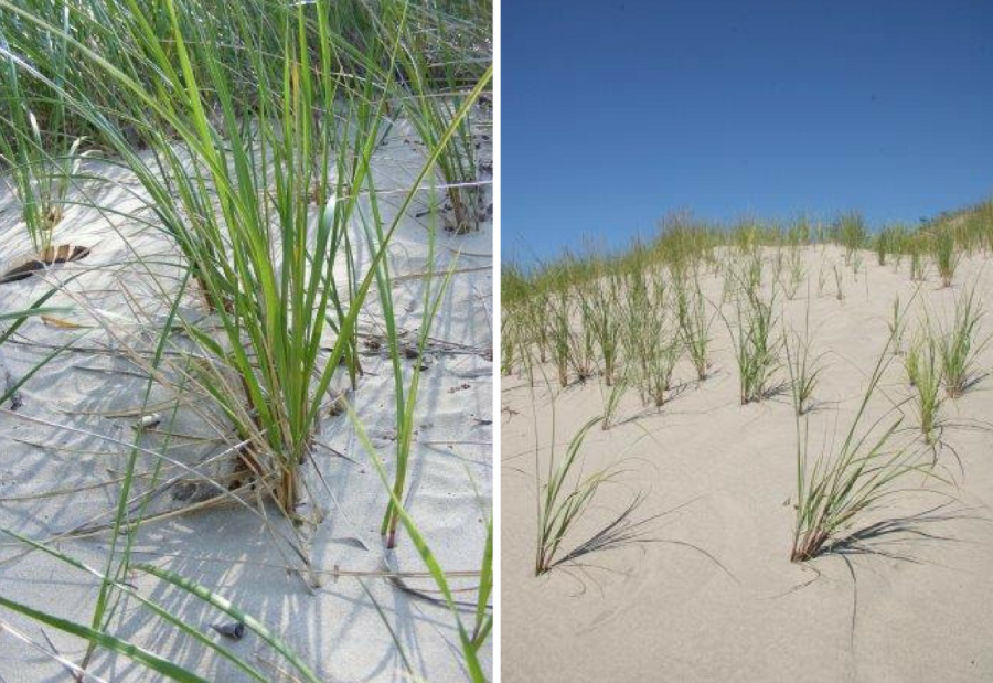 marram grass