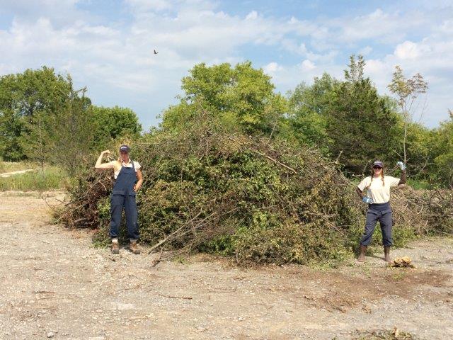 buckthorn cuttings at Sandbanks