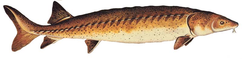 Lake sturgeon. Acipenser fulvescens.