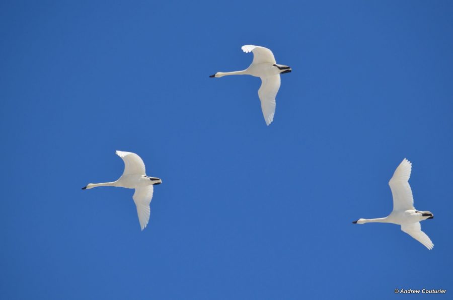 Tundra swans flying over Long Point