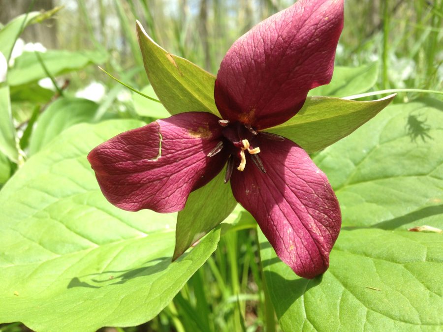 red trillium at Earl Rowe