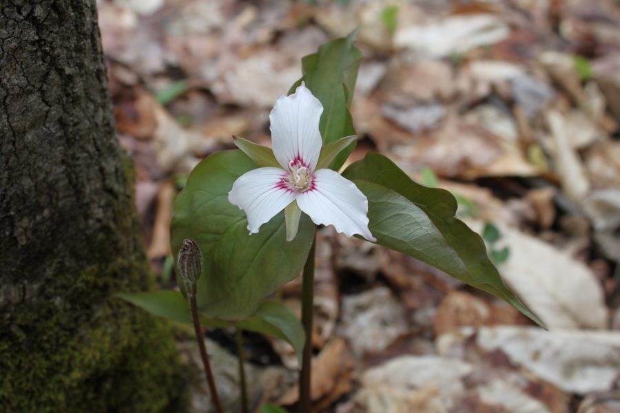 Painted Trillium along Lookout Trail AlgonquinPP