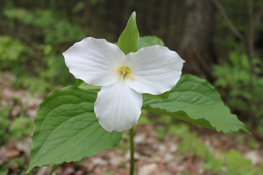 White Trilliums at ArrowheadPP