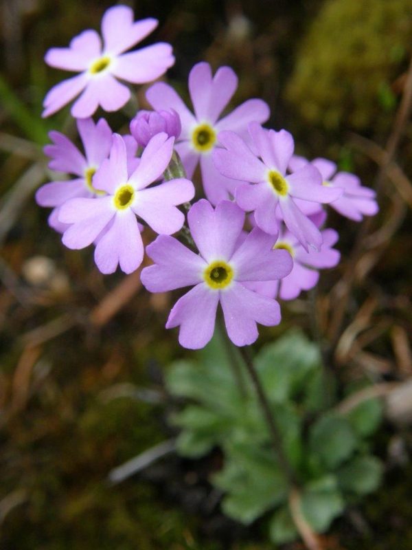 Bird's eye primrose