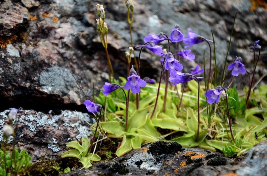 Common butterwort