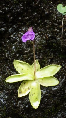 butterwort