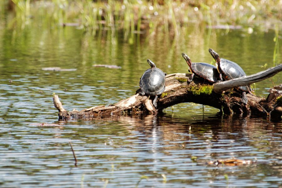 painted turtles