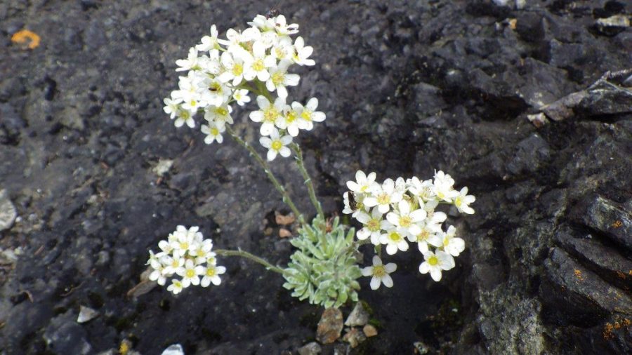 Saxifrage