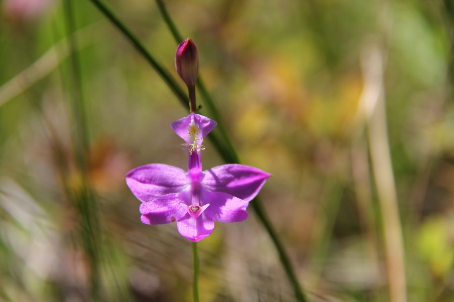 pink orchid