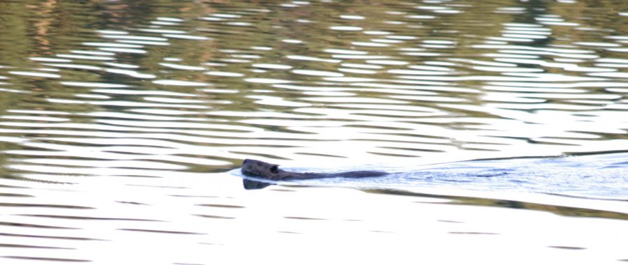 beaver swimming