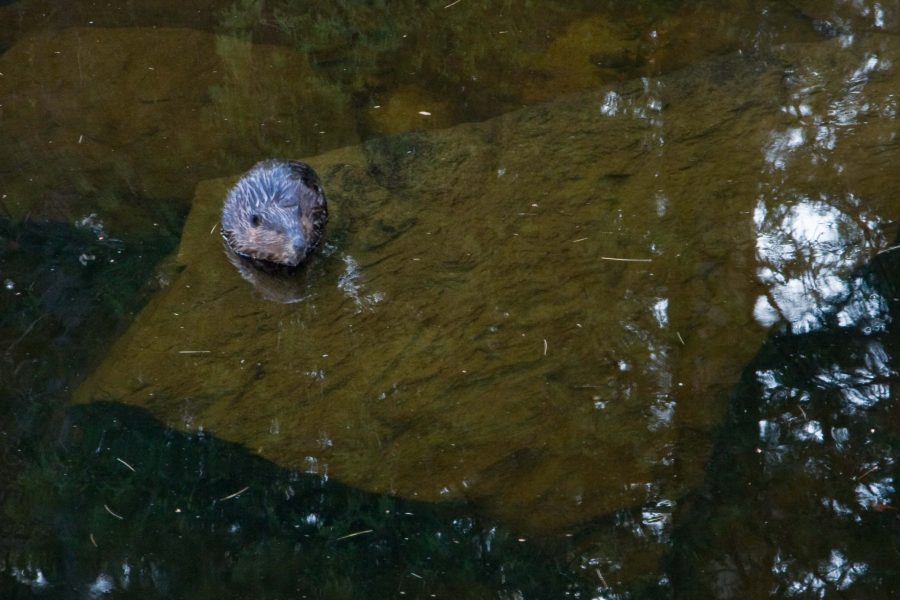 beaver at Chutes PP