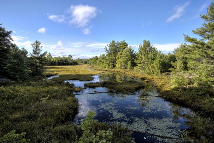 beaver pond