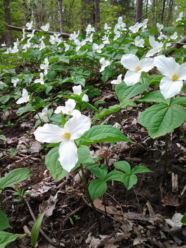 trilliums