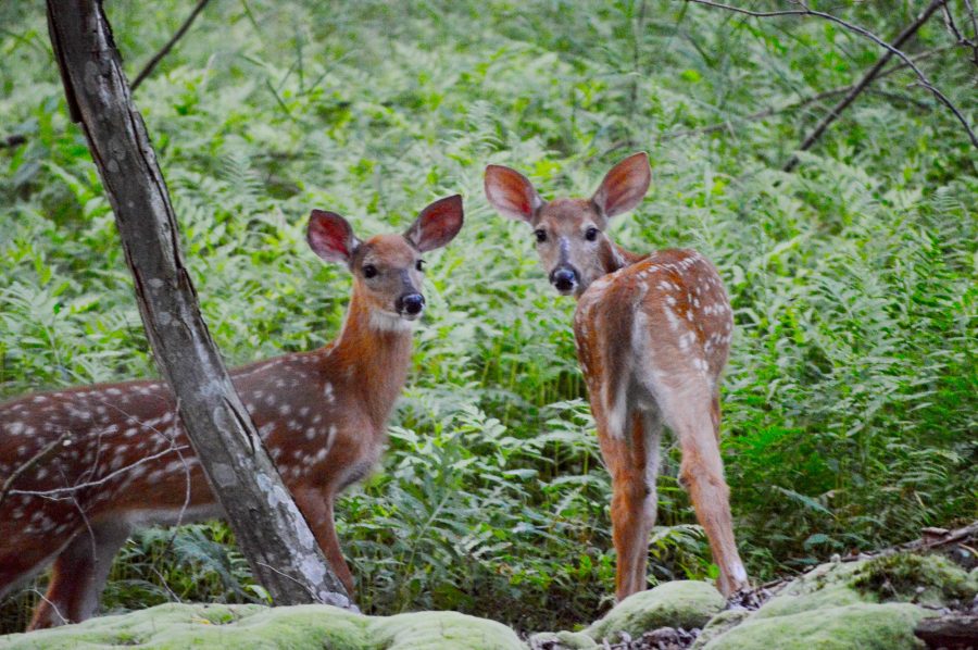 White-tailed Deer