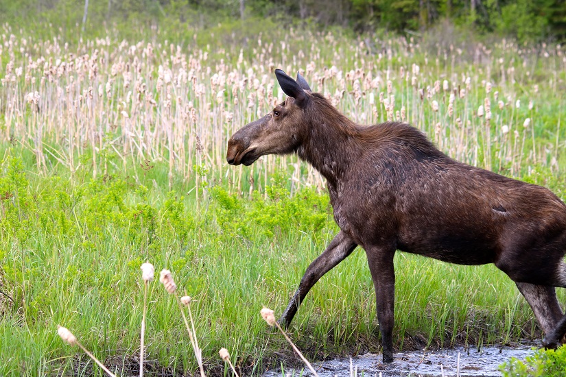 A moose in a marsh.