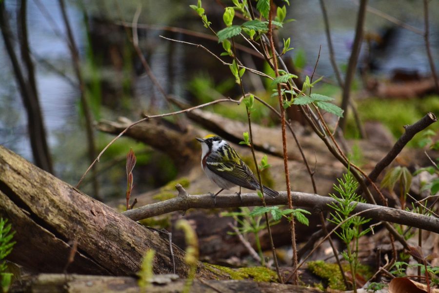 Chestnut-sided Warbler