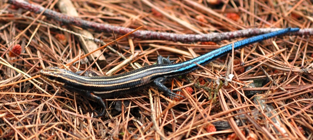 Five-linked Skink