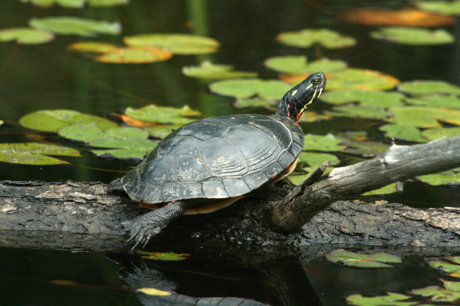 painted turtle