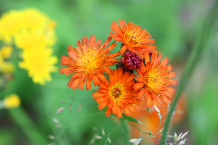 orange flowers