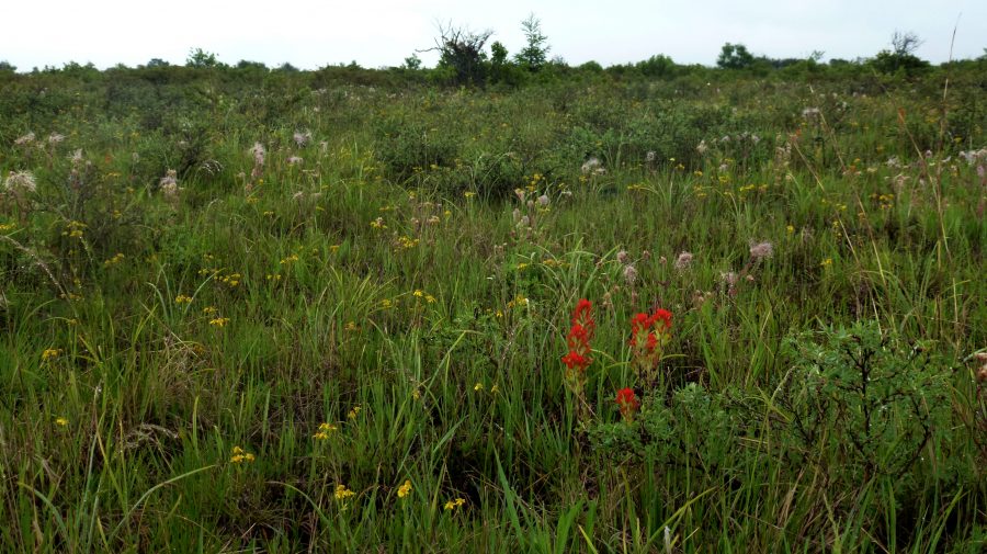 Carden Alvar wildflowers