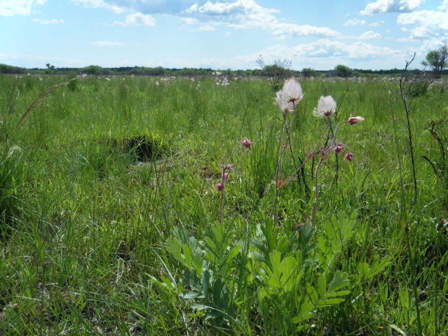 wildflowers in alvar