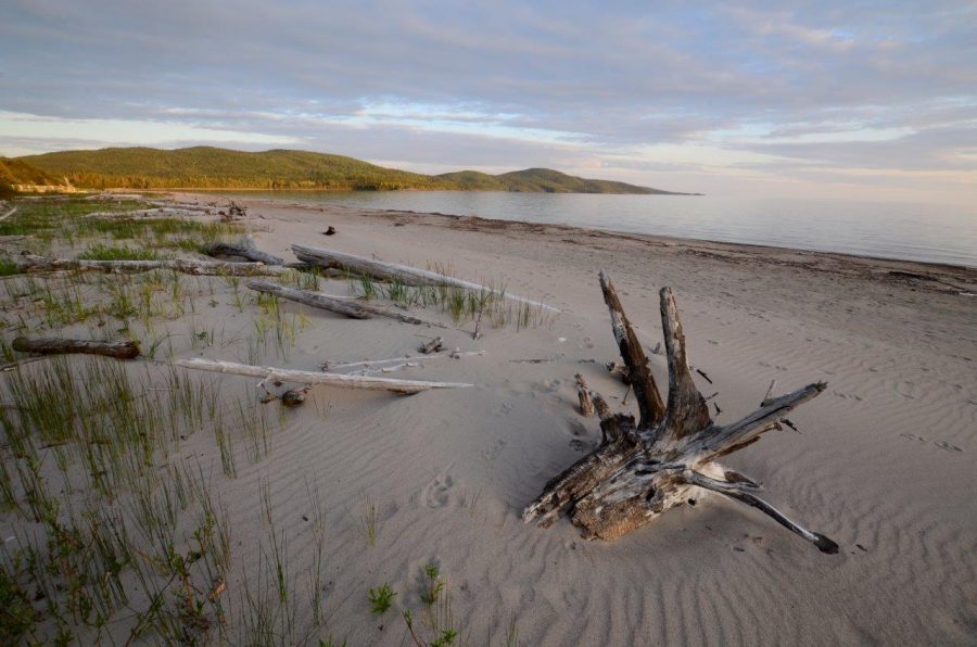 A unique piece of driftwood at Neys Provincial Park. 