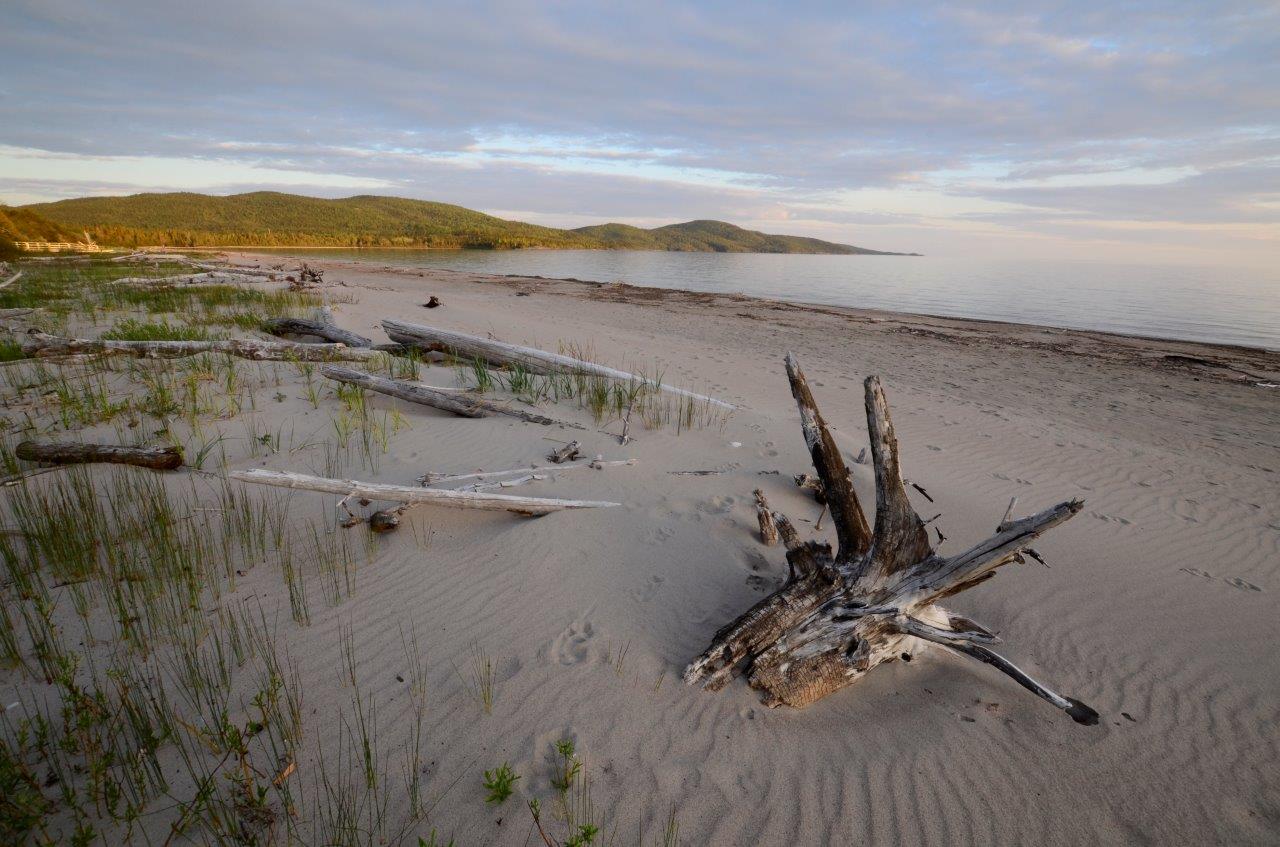 A large piece of driftwood on a sandy beach