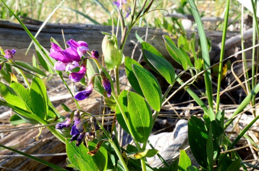 Beach Pea Lathyrus japonicas, grows on sandy Great Lakes beaches.