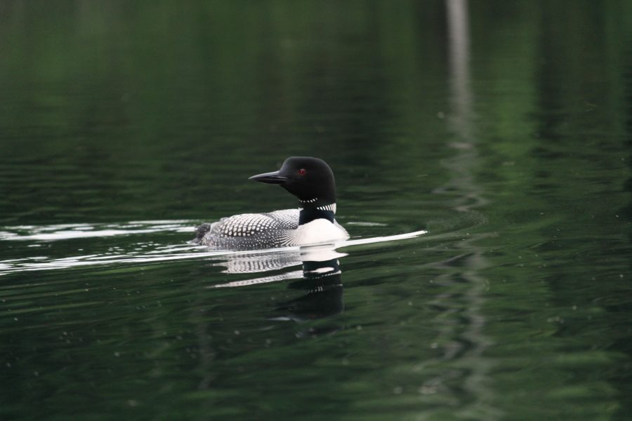 swimming loon