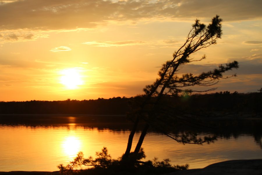 Windswept pine at sunset.