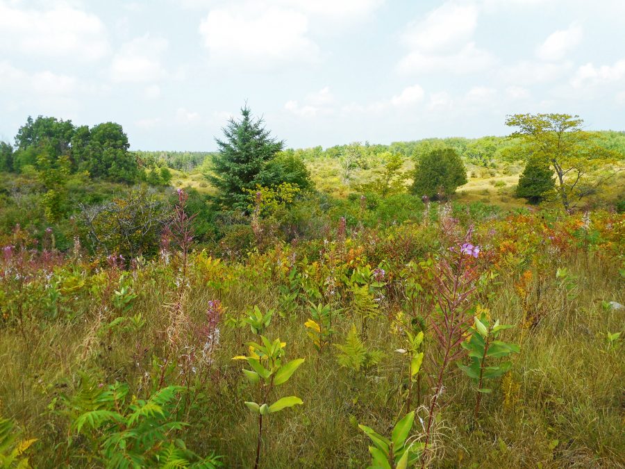 meadow at Balsam Lake