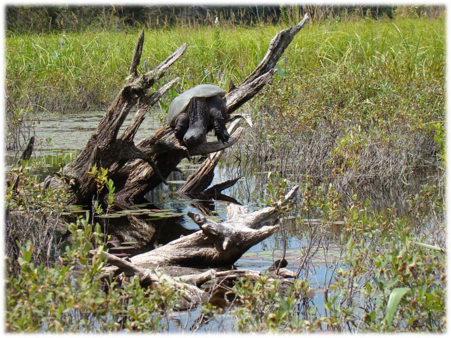 snapping turtle on stump in water