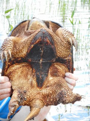 Hands holding up snapping turtle to show its belly. 