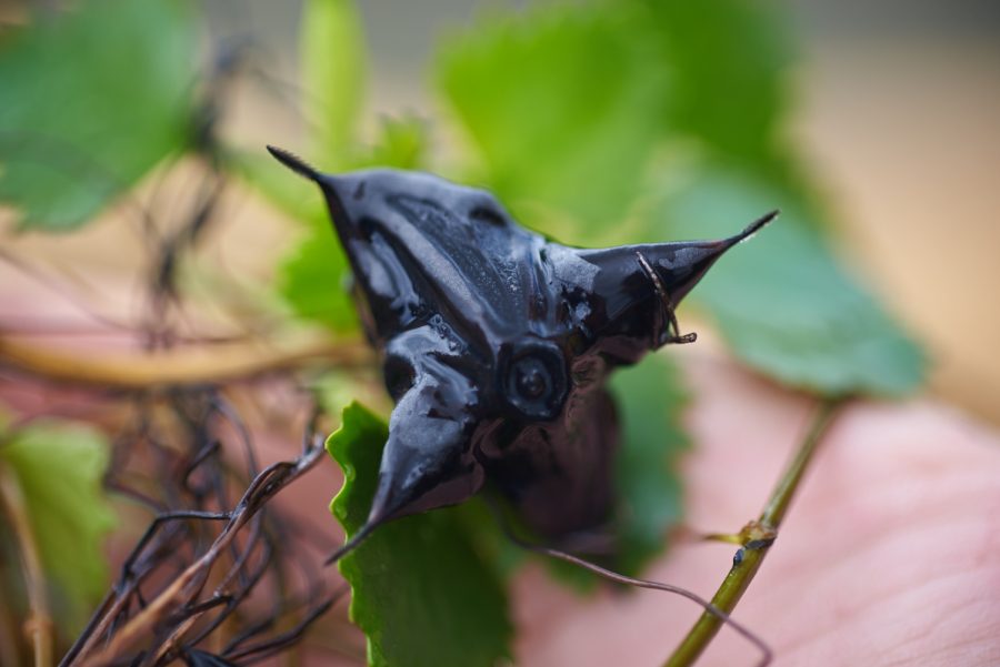 a water chestnut seed