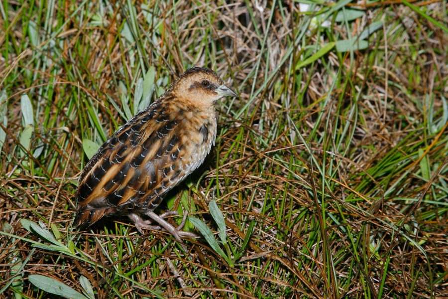 Yellow Rail