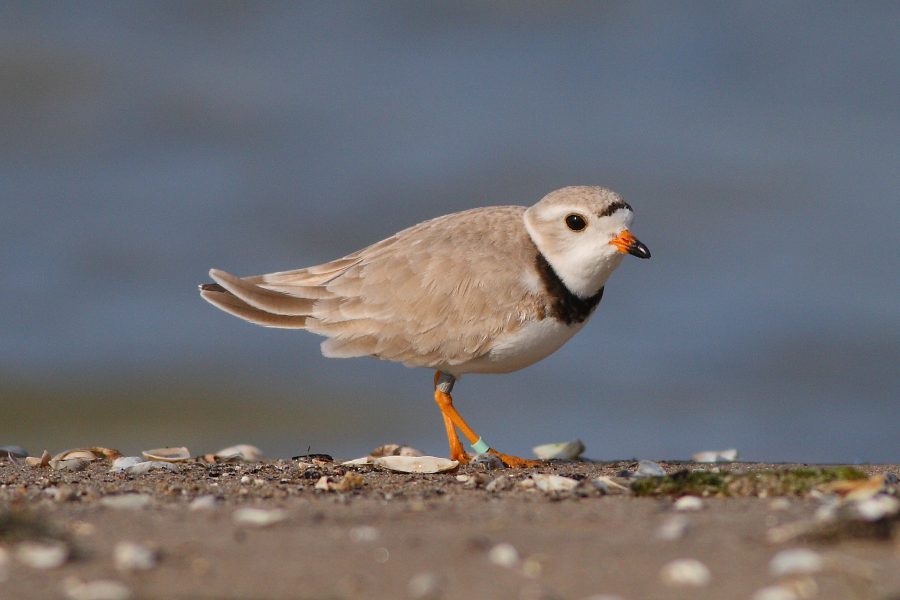 plover on beach