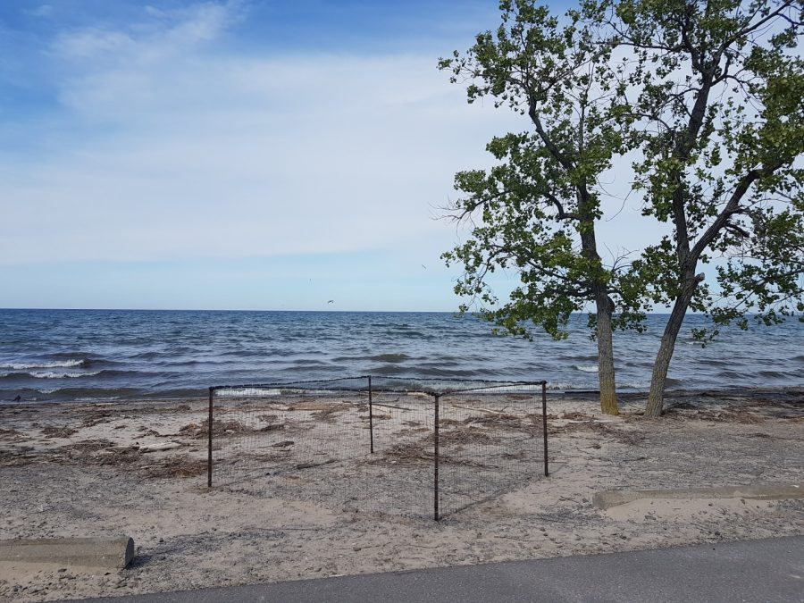 beach with plover cage