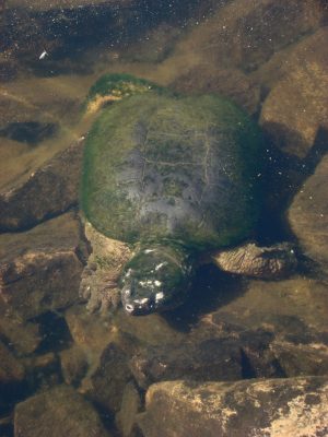 swimming turtle