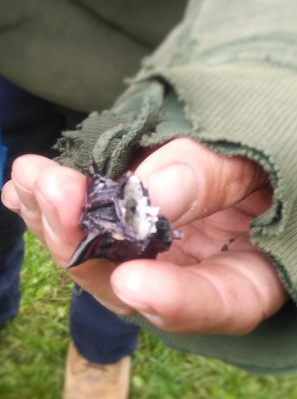 A person holding a Water Chesnut that has been cracked open
