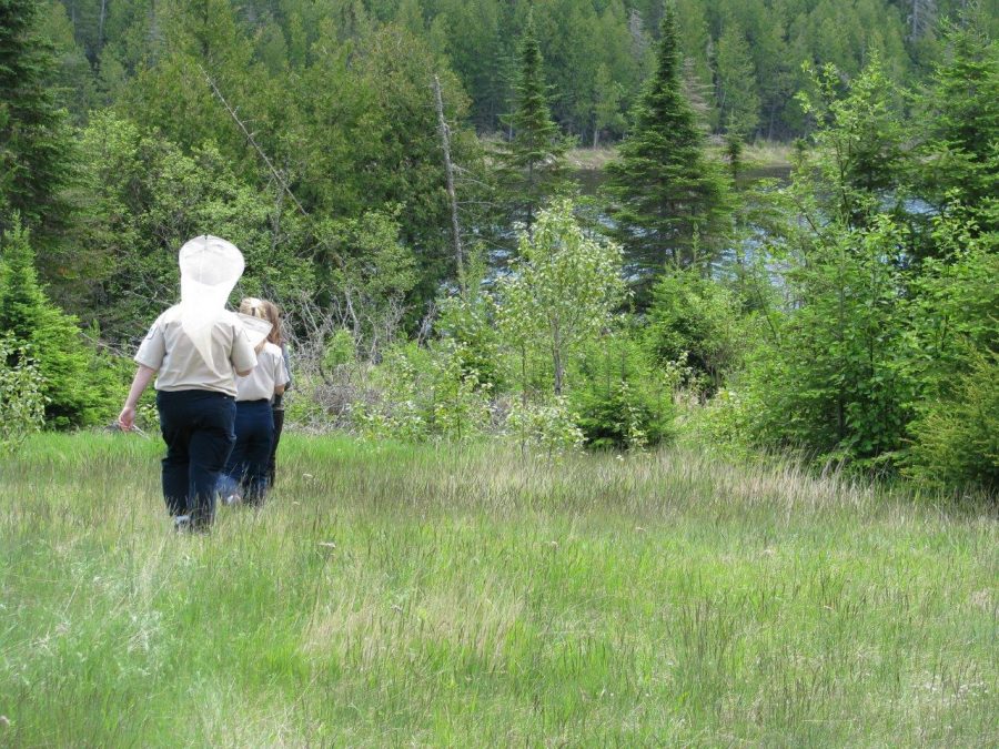 Two park workers walk into the forest carrying a net. 