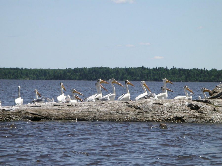 A group of pelicans perched on a rock in the water. 