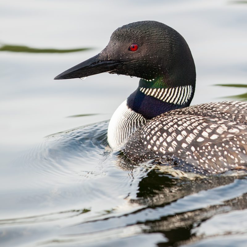 loon