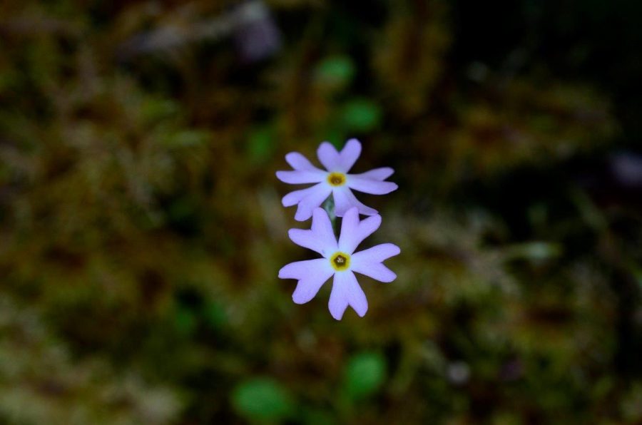 Two purple flowers.