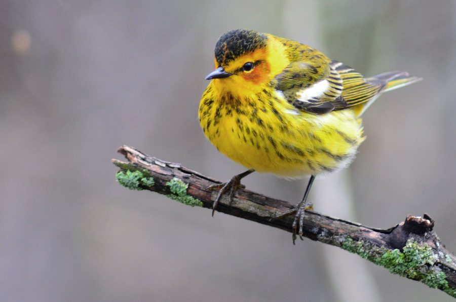 Blackburnian Warbler