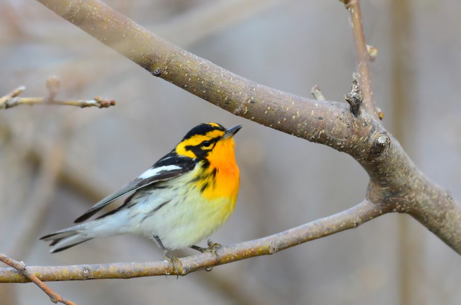 Cape May Warbler