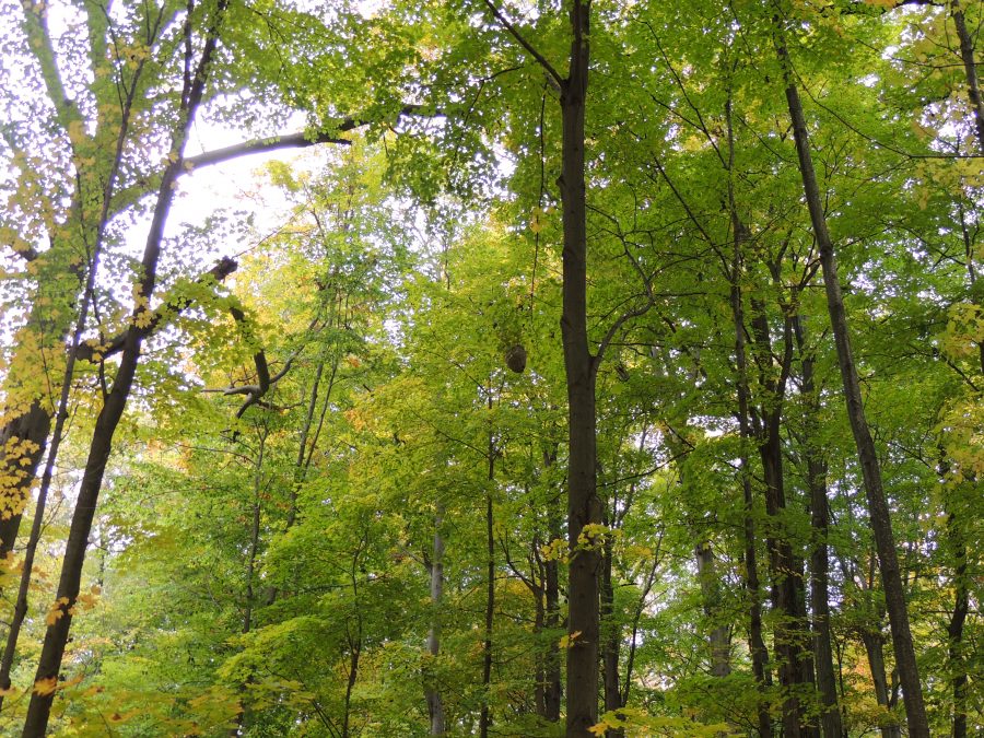 Photo of tall trees in forest. 